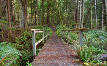 Картинка природа дороги мостик лес