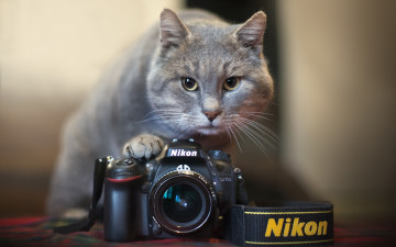 обоя бренды, nikon, кошка, камера