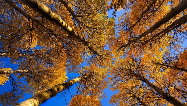 Обои картинки фото природа, деревья, небо, дерево, ствол, крона, листья, осень