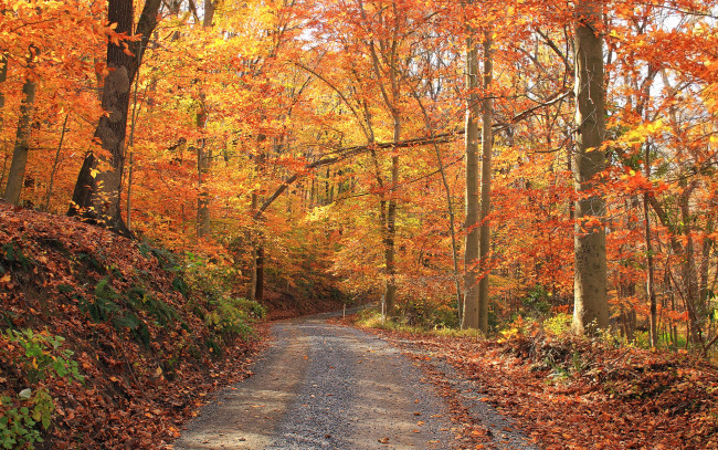 Обои картинки фото природа, дороги, листья, осень, дорога, деревья, лес