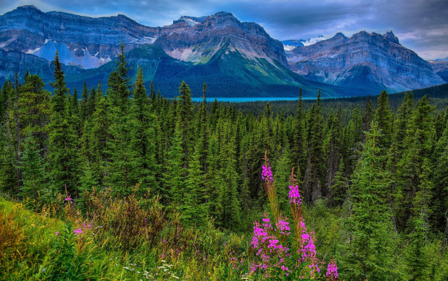 Обои картинки фото природа, горы, hector, lake, waputik, range, canadian, rockies, jasper, national, park, alberta, canada, озеро, гектор, хребет, вапутик, скалистые, национальный, парк, джаспер, альберта, канада, лес