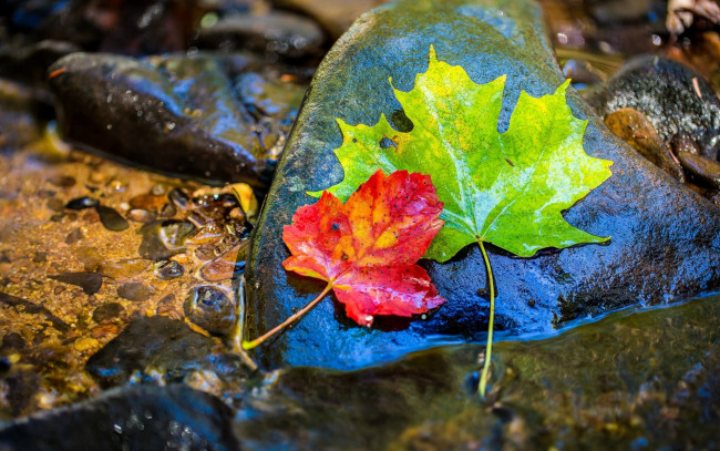 Обои картинки фото природа, листья, камни, осень, вода, мокрый, клен