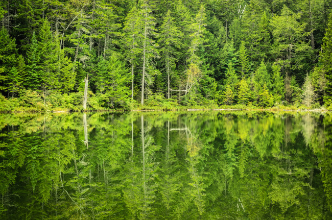 Обои картинки фото природа, реки, озера, лес, деревья, отражение, озеро
