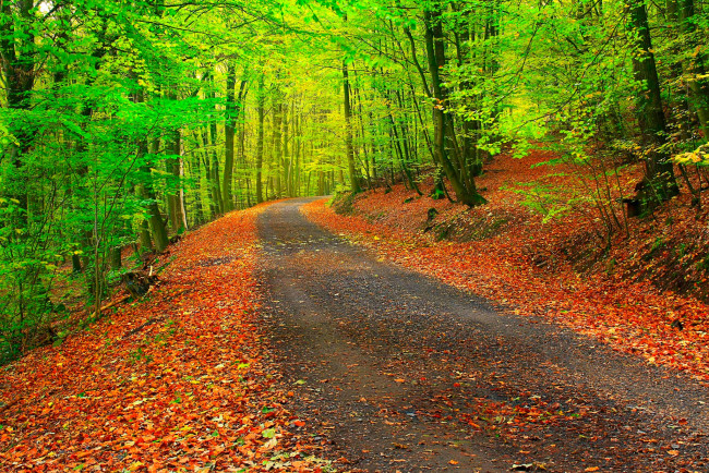 Обои картинки фото природа, дороги, листья, лес, деревья, осень