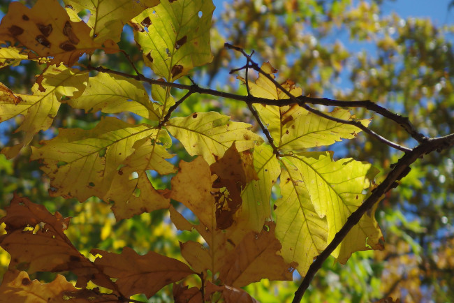 Обои картинки фото природа, листья, осень, каштан