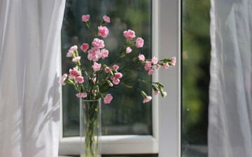 Картинка цветы гвоздики ваза окно букет