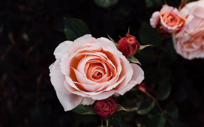 Обои картинки фото цветы, розы, бутоны, кремовые, куст, роз, лепестки
