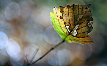 Картинка природа листья лист блики