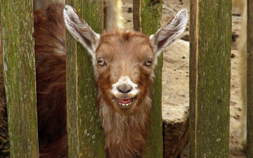 Картинка животные козы козел рыжий забор