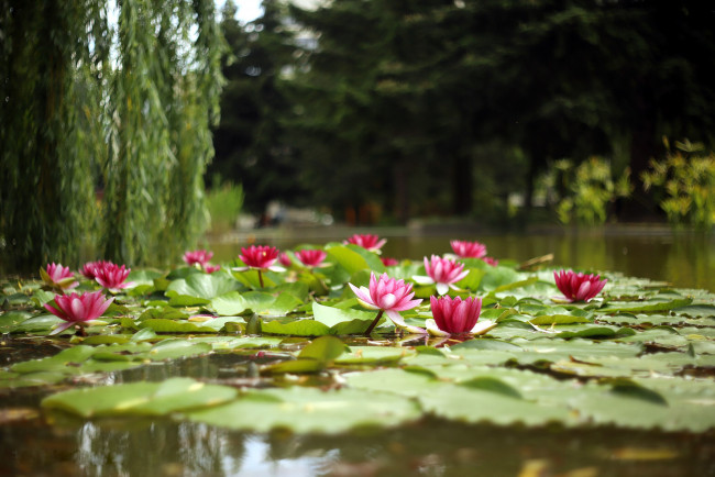 Обои картинки фото цветы, лилии водяные,  нимфеи,  кувшинки, пруд, лилии