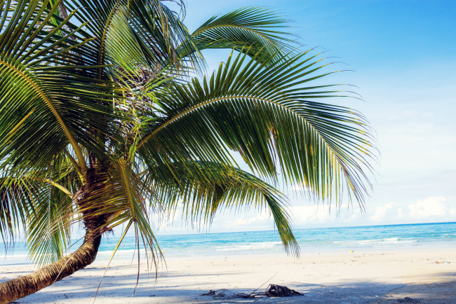 Обои картинки фото природа, тропики, море, пляж, пальма