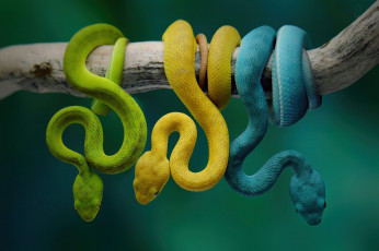 Картинка питоны животные змеи +питоны +кобры желтый зеленый фон голубой змея ветка малыши трио разноцветные молодые красавчики висят выводок питоныш питоныши