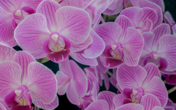 Картинка цветы орхидеи розовые макро