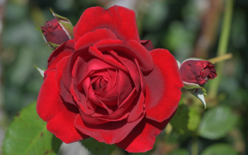Картинка цветы розы красная роза бутоны макро