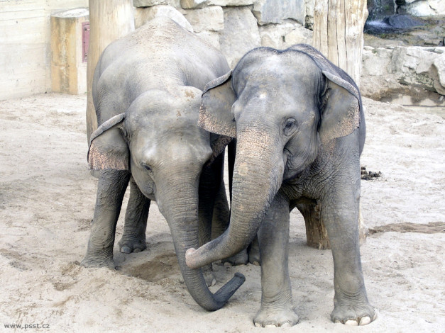 Обои картинки фото слоники, животные, слоны