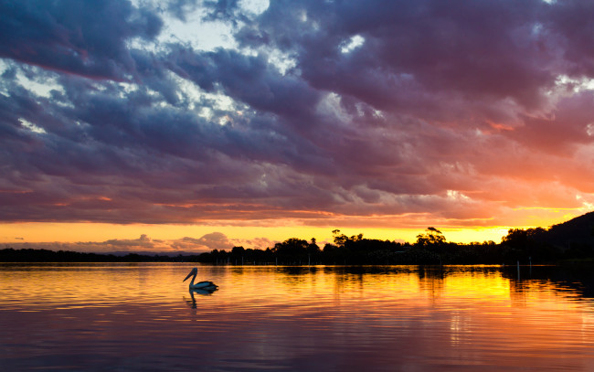 Обои картинки фото природа, восходы, закаты, пеликан