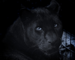 Картинка животные пантеры черный ягуар портрет