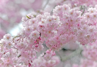 Картинка цветы сакура вишня цветение розовый ветки весна