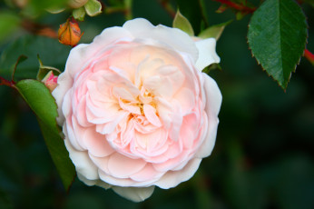 Картинка цветы розы розовый круглый