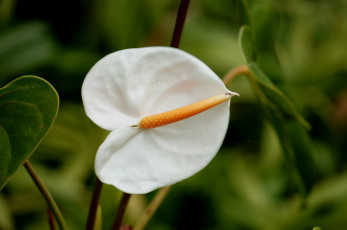 Картинка цветы антуриум цветок фламинго белый