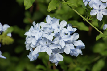 Картинка цветы плюмбаго свинчатка голубой соцветие