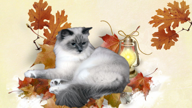 Обои картинки фото животные, коты, кошка, лампа, листья