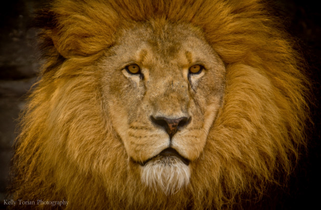 Обои картинки фото животные, львы, портрет, грива, царь