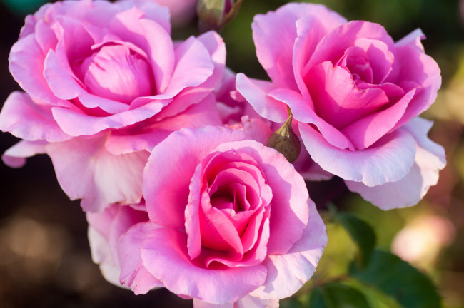 Обои картинки фото цветы, розы, трио, розовый