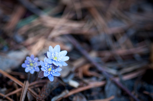 Обои картинки фото цветы, ветреницы, печёночницы, голубой, печеночницы