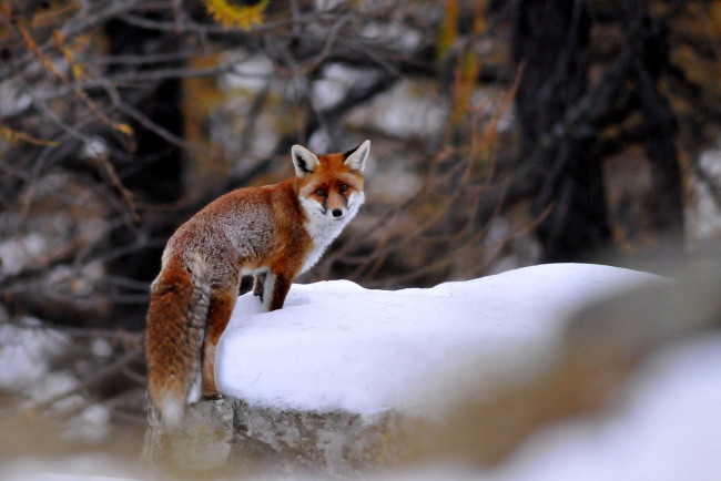 Обои картинки фото животные, лисы, снег, рыжая, хвост