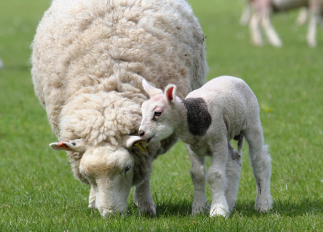 Обои картинки фото животные, овцы, бараны, мама, малыш, шерсть