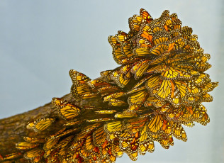 Картинка животные бабочки макро