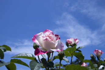 Картинка цветы розы небо