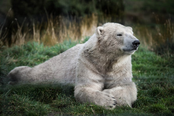 Картинка животные медведи трава белый медведь отдых