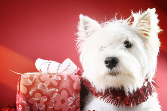 Картинка животные собаки подарок вест хайленд уайт терьер