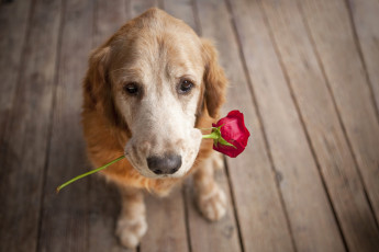 Картинка животные собаки роза собака