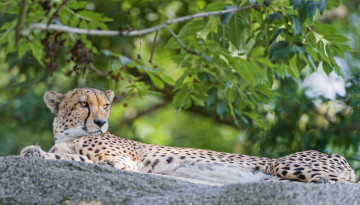 Картинка животные гепарды боке отдых дикая кошка