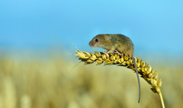 Картинка животные крысы мыши колосок мышка