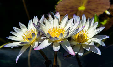 Картинка цветы лилии водяные нимфеи кувшинки стрекоза вода