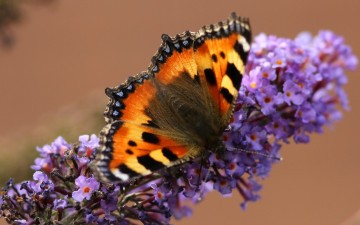 Картинка животные бабочки цветок бабочка