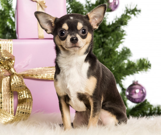 Обои картинки фото животные, собаки, Чихуахуа, подарки, коробки, новый, год, ёлка