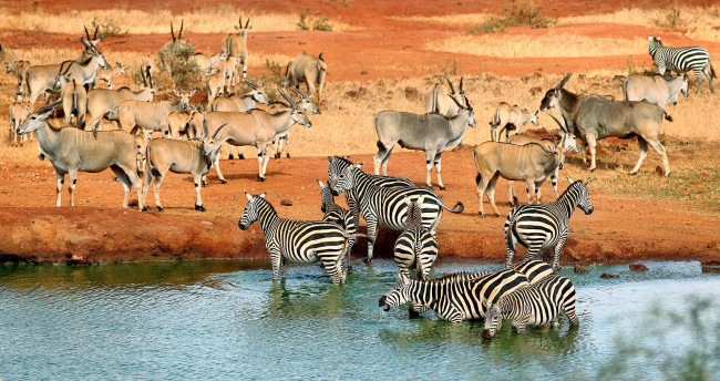 Обои картинки фото животные, разные, вместе, водопой, зебры, антилопы, саванна, река