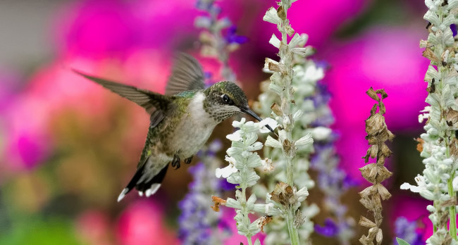 Обои картинки фото животные, колибри, цветы, сбор, нектара