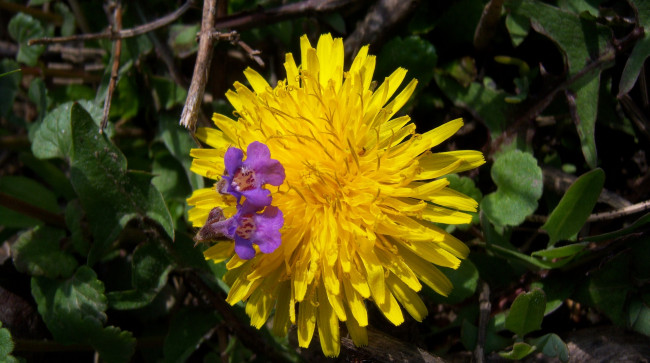 Обои картинки фото цветы, одуванчики, фиолетовый, одуванчик, жёлтый
