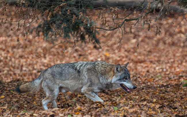 Обои картинки фото животные, волки, хищник, одинокий, волк, осень, санитар