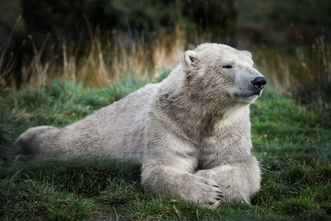 Обои картинки фото животные, медведи, трава, белый, медведь, отдых