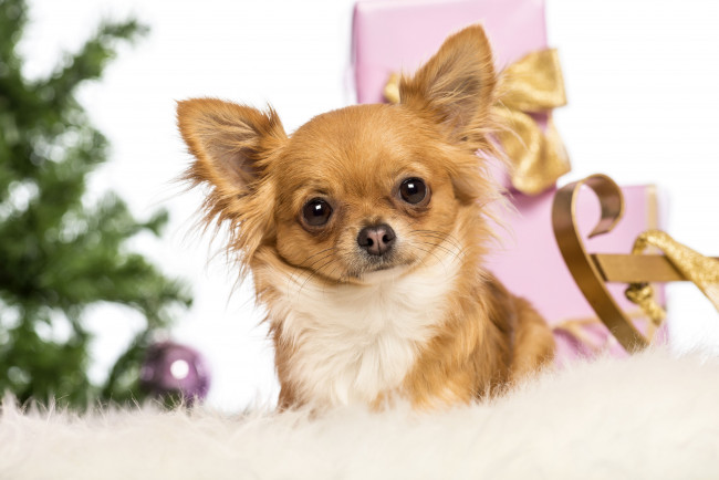 Обои картинки фото животные, собаки, новый, год, Чихуахуа, подарки, коробки