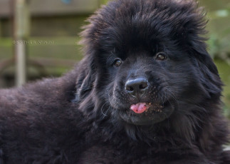 Картинка животные собаки собака чёрная взгляд пушистая язык