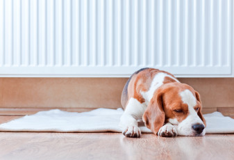 Картинка животные собаки собака лапы коврик пол стена