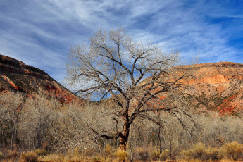 Картинка природа деревья скалы ветки ствол дерево небо